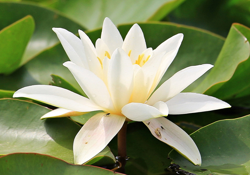 inflorescence, water, pond, white water lily, water Lily, petal, leaf, beauty in nature, petaled, bloom, plant part, flora, white color, growth, nuphar lutea