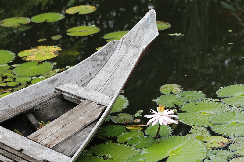 flower head, summer, plant, leaf, day, park bench, 5K, nymphaea alba, plant part, flowering plant, water, floating on water, lake, vulnerability, nature
