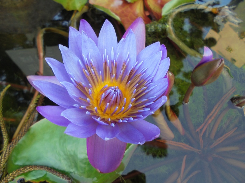 lotus, leaf, freshness, flower head, pond, plant part, lotus water lily, pollen, floating on water, fragility, vulnerability, beauty in nature, nymphaea alba
