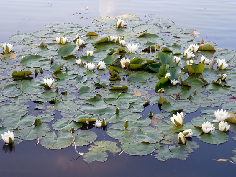 plant part, water Lily, white, beauty In Nature, nuphar, plant, flower head, nymphaea, lake rose, aquatic plant, freshness, pond, fragility, growth, white flower