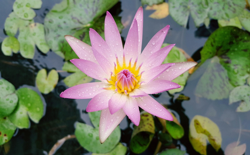 petal, pond, flower, nature, 4K, outdoors, dew, drop, inflorescence, pink color, water, nymphaea alba, pink red, no people, rain, pollen, close-up, fragility