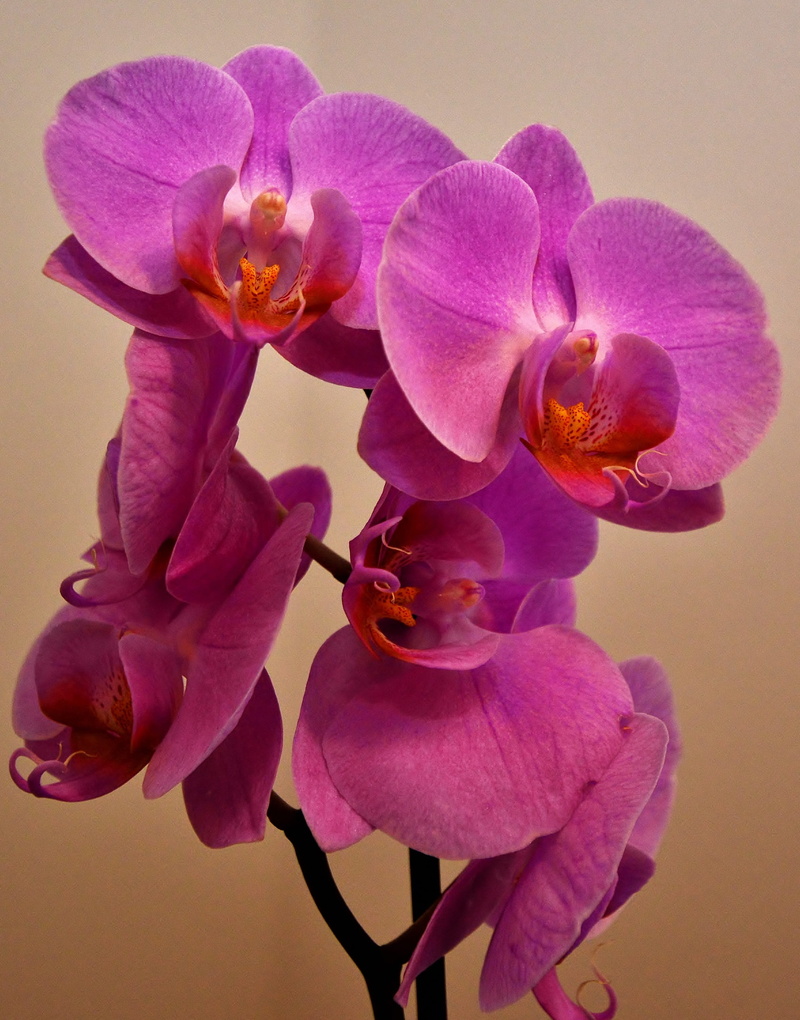 fragility, flower, close-up, pink color, petal, close up, orchid, flowering plant, vulnerability, beauty in nature, no people, day, purple, phalaenopsis