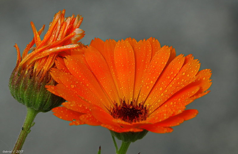 III, yellow, macro, petal, flores, Orange, Nature, Freshness, Beauty, Close-up, M3, DSC-RX10, Sony DSC, Sony RX10, flower, Blossom, Colored, green, Botany