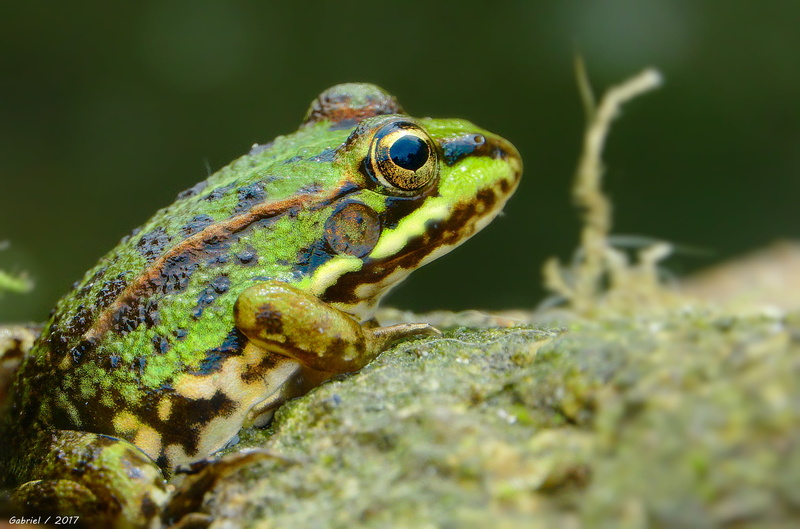 III, M3, toad, rana, animal, amphibian, macro, depth of field, animals, stripe, photography, green Color, green, nature, Sony DSC, field, wildlife, close-up