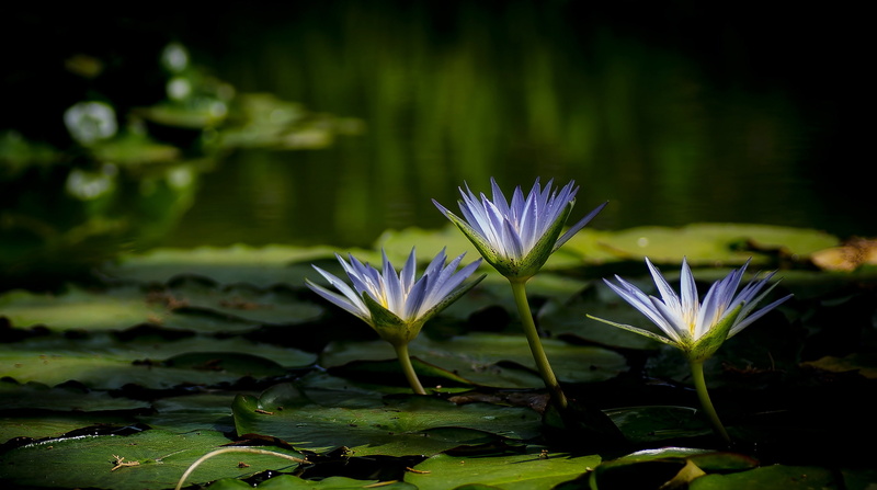 2K, flowers, nature, water lilies, water, plants