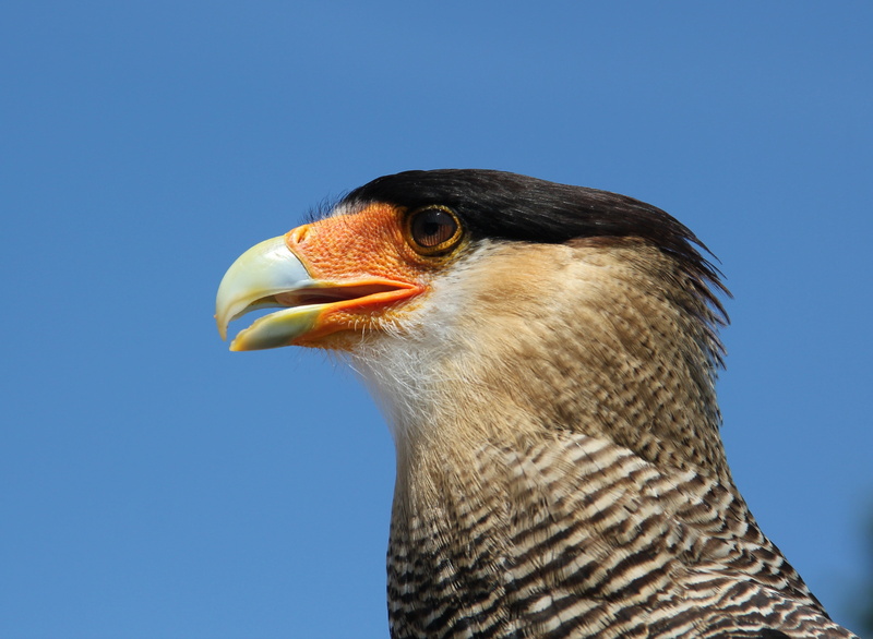 looking away, clear sky, scavengers, vulture hawk, bird of prey, one animal, beak, animal body part, sky, tropical birds, animal wildlife, caracara, blue