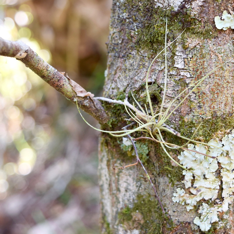forest, trunk, outdoors, lichen, trees, focus on foreground, tree, central florida partnership, winter, close-up, moss, bark, tranquility, florida, air plant