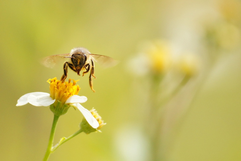 yellow, flight, bee, plant, macro, pollinator, in flight, pollination, animal, pollen, 1080P, Florida, central florida, selective focus, photography, summer