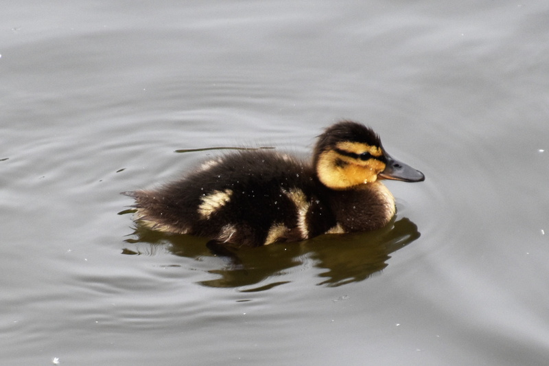 outdoors, nature, brown, duckling, small, water, animals In The Wild, swimming, animal themes, feathers, white, pond, poultry, yellow, animal, vertebrate