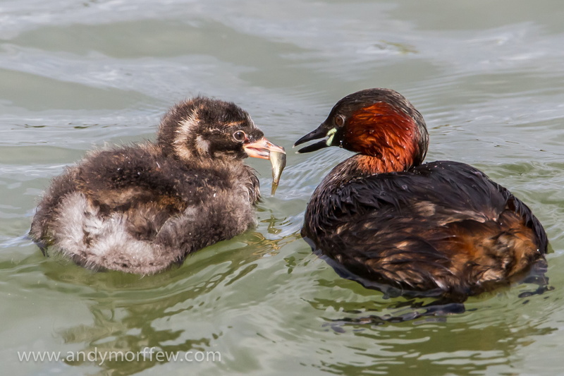 Blashford, Nature Reserve, 2K, two, mallard Duck, Chick, Lakes, feather, through the Lens, ducks, Yummy, lake, animal, pond, duck, Hampshire, Little Grebe