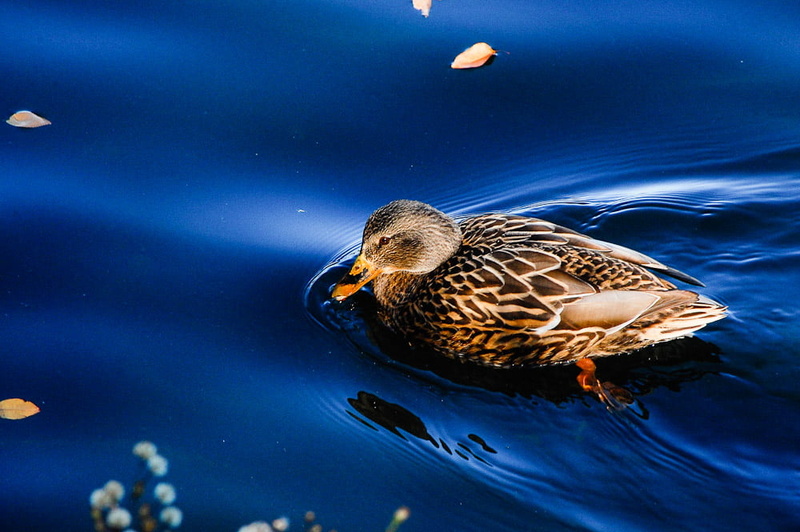 central, pond, nature, New York, brown bird, body of water, nyc  parks, mallard Duck, animal, brown, york, duck, water, bird, city, lake, 480P, animals