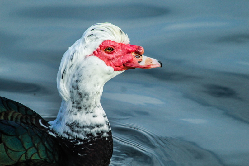 5K, macro, muscovy duck, animal, duck, water bird, day, close-up, animals in the wild, wildlife, lake, nature, no people, animal head, bird, vibrant, water fowl