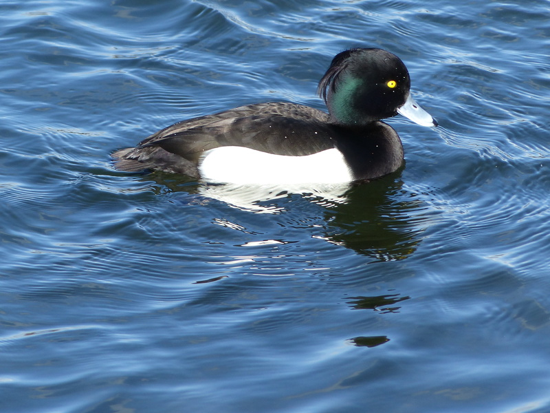 animal, white duck, body, MALLARDS, TUFTED DUCK, black and white, black, feather, nature, duck, mallard Duck, body of water, water Bird, animals In The Wild
