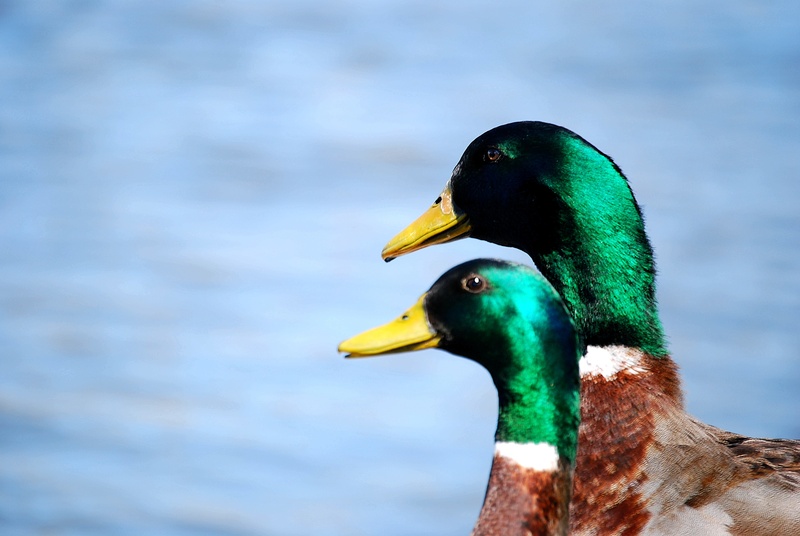 plastic, animal, white, day, brown, animal wildlife, animals in the wild, water, duckling, wild, mallard duck, nature, fun, river, no people, pet, cute