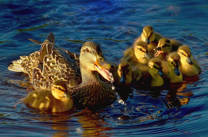 nature, plumage, animals in the wild, duck, vertebrate, animal wildlife, young bird, poultry, lake, wildlife, birds, ducks, wild ducks, no people, animal family