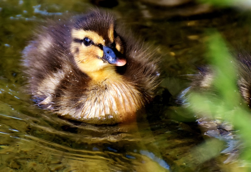 pond, small, cute, funny, beak, yellow, chicks, lake, animal wildlife, duck, one animal, wildlife, swim, two, no people, duckling, close-up, body, 2K