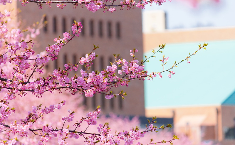 beauty in nature, Spring, 4K, pink color, cherry tree, Blurry, day, nature, cherry blossom, outdoors, freshness, plant, Aichi, building exterior, Branches