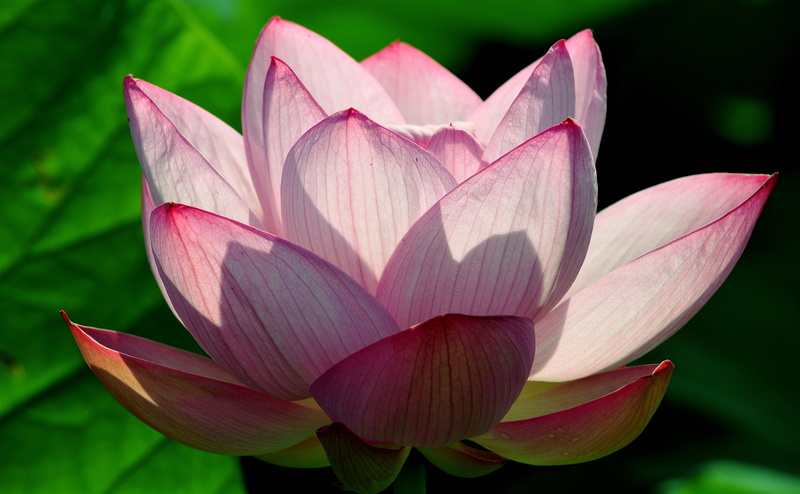 water, freshness, Japan, Summer, no people, focus on foreground, Green, growth, purple, beauty in nature, flower head, water lily, close-up, fragility