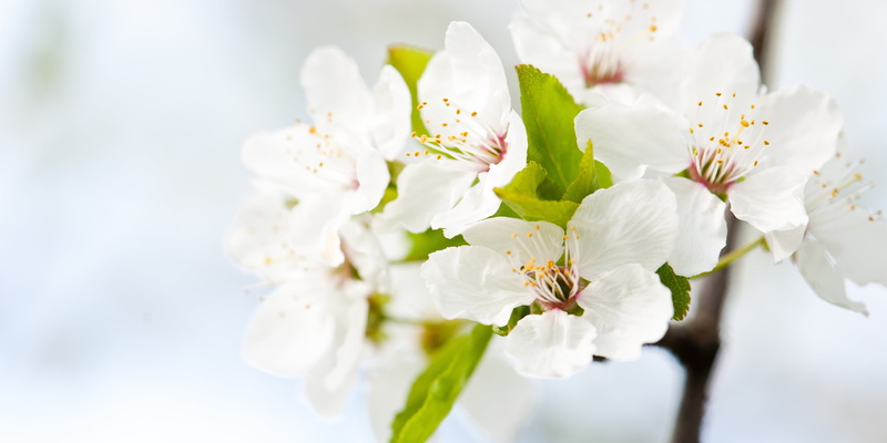 flower Head, season, flowers, shallow focus, flower, macro, petal, 105mm, focus, springtime, f/2, photography, white, blossom, freshness, shallow, Nikon  D700