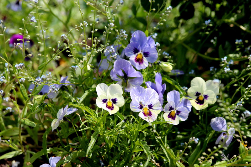 come-and-cuddle-me, vulnerability, sunny, jack-jump-up-and-kiss-me, beauty in nature, bloom, garden plants, growth, selective focus, tickle-my-fancy, viola tricolor