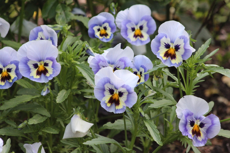 pansy, viola tricolor, plant part, not man, summer, close-up, day, closeup, garden plants, pansies, fragility, no people, bloom, tickle-my-fancy, outdoors