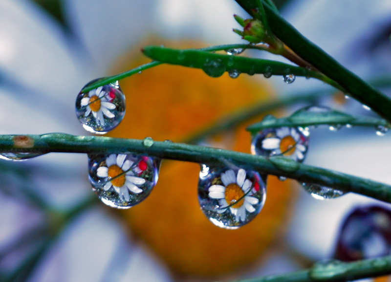 people, dew, others, photos, white daisy, Shots, I hate, maestro, water, archives, admire, leftover, daisy, reflects, daytime, ouro, magician, nature, câmera