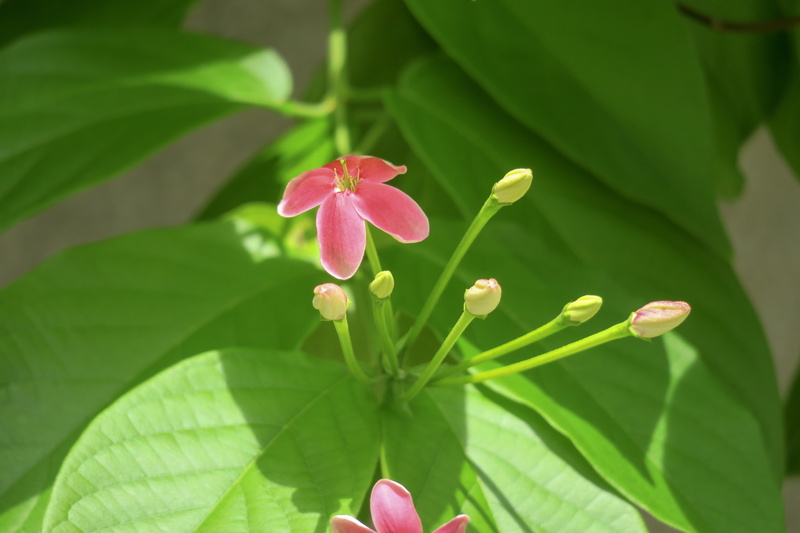 day, flowers, little flower, garden, green color, freshness, wild, red flowers, flower head, foliage, flower, plant part, bloom, vitality, qingxinziran