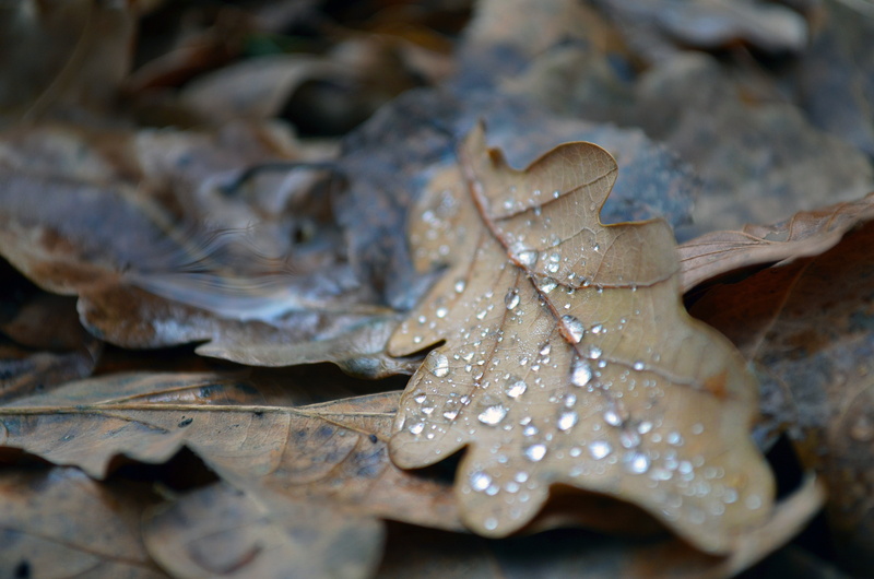 backgrounds, nature, leaf, dew, DSC, 4K, hoja, season, agua, yellow, close-up, goierri, beasain, brown, water, autumn