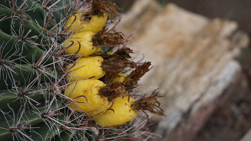 fruit, food and drink, beautiful, foe so cute, cactus, thorn, no people, 2K, food, wellbeing, freshness, plant, day, nature, close, green, healthy eating