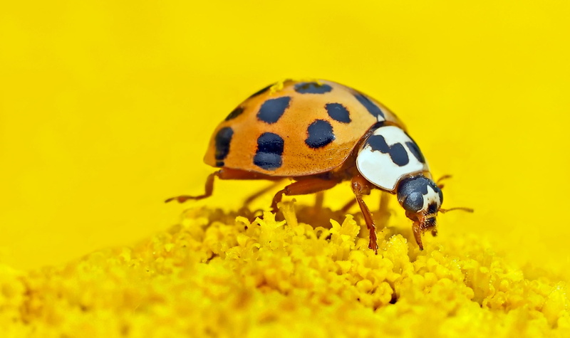 black, ladybug, flowering plant, 1080P, so, red, invertebrate, animal wildlife, spotted, no people, beetle, insect, animals in the wild, outdoors, ni