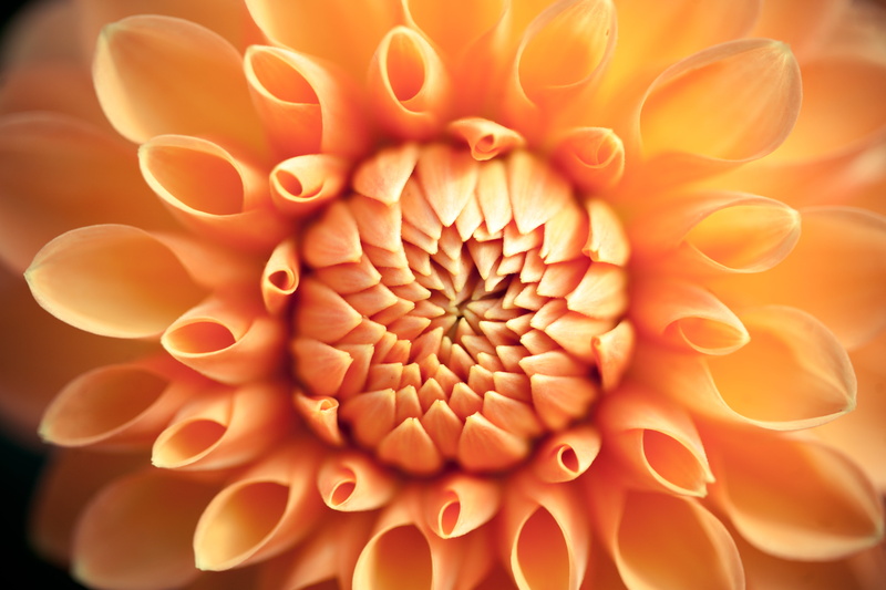 Shaws, photo, flower, close up, yellow, close, USA, Before You Know It, Missouri Botanical Garden, dahlia, St. Louis, petaled, United States of America