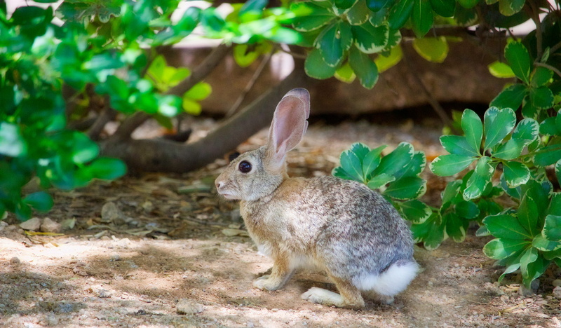 5K, animal wildlife, animals in the wild, vertebrate, beside, green color, one animal, pottery, fairmont scottsdale princess, growth, day, plant, mammal