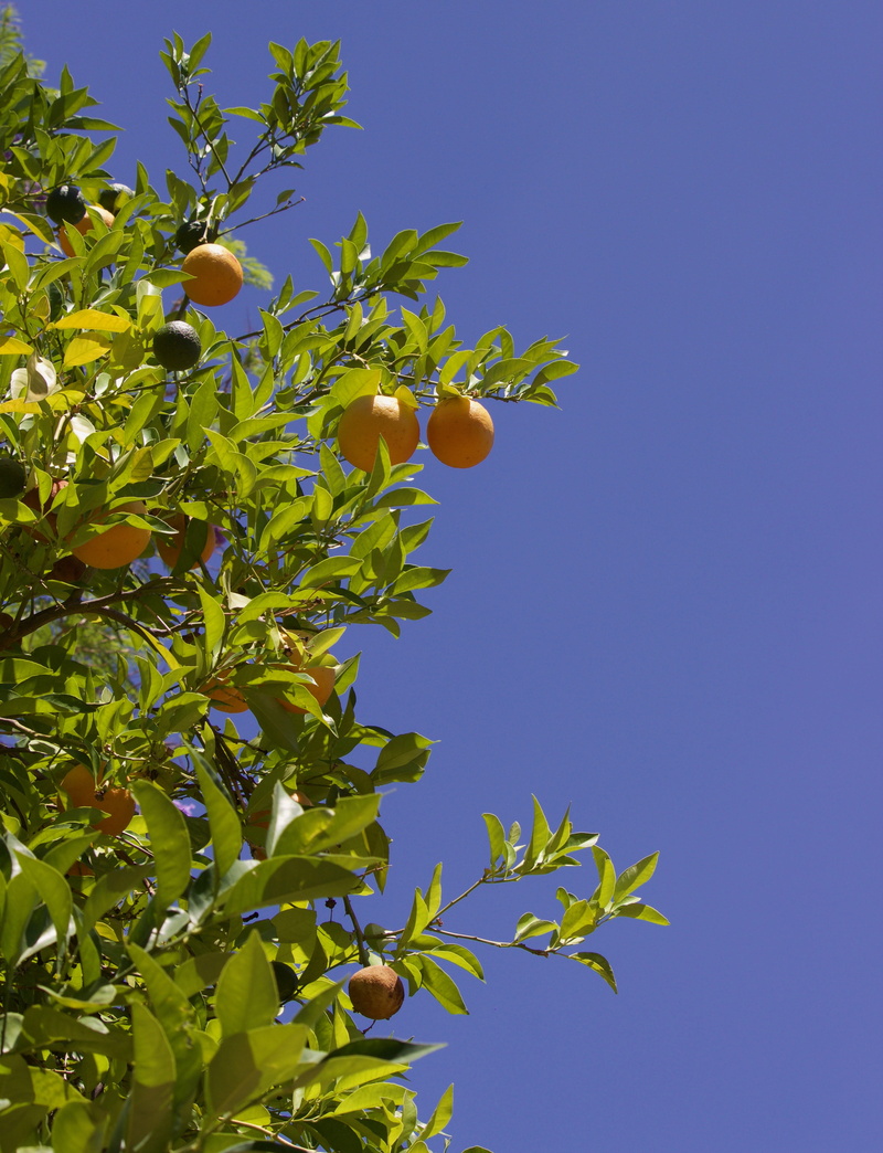 yellow, fresh, clear sky, plant, no people, plant part, freshness, fairmont scottsdale princess, scottsdale, food and drink, fruit, food, margarita, 4K