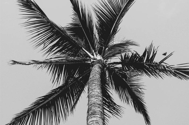 backgrounds, vacation, plant, 5K, nature, sea, sand, texture, outdoors, coconut, vacations, no People, coconut Palm Tree, grayscale, summer, silhouette