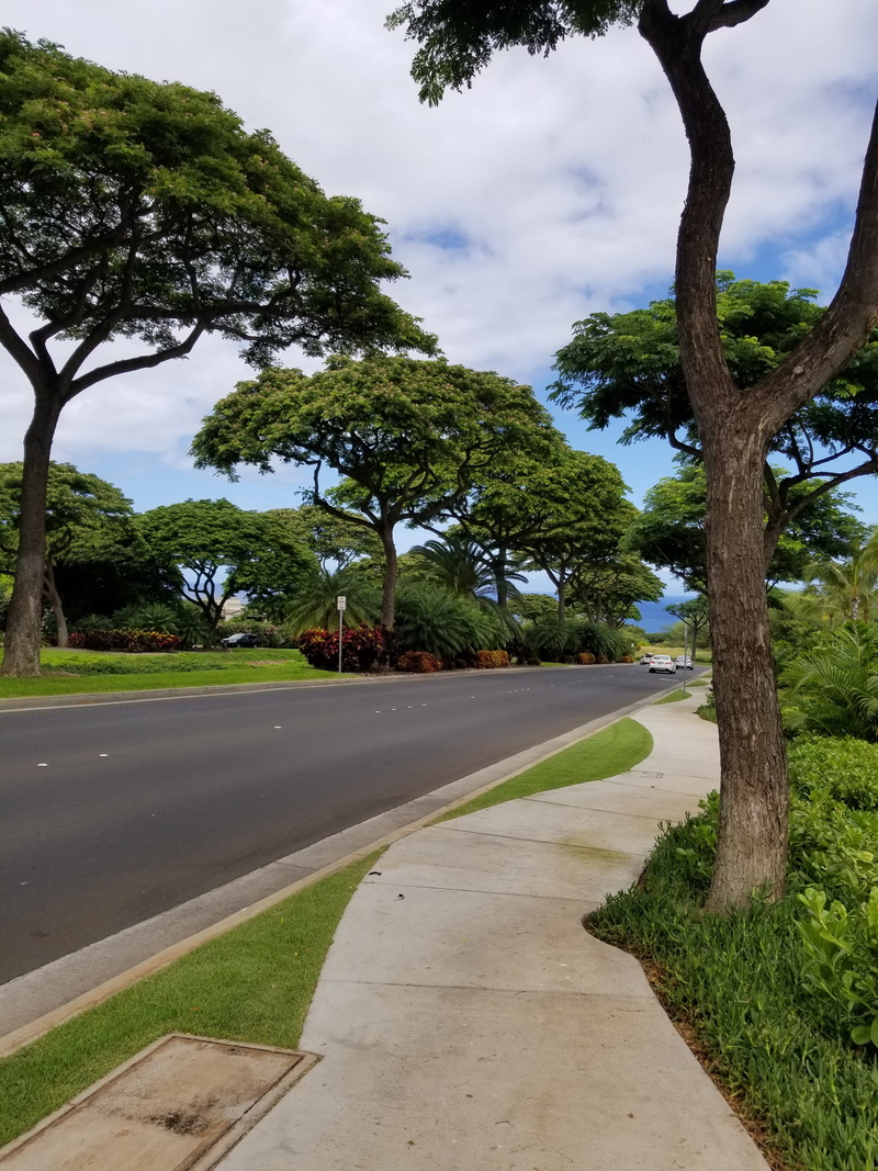 maui, trunk, city, day, plant, the way forward, 4K, hawaii, no people, green color, diminishing perspective, wailea, road, footpath, treelined, tree trunk
