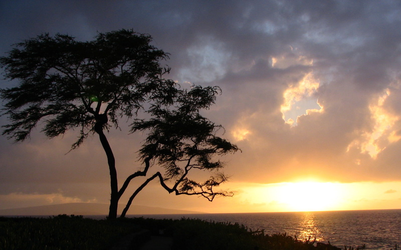 tree, wailea, 1080P