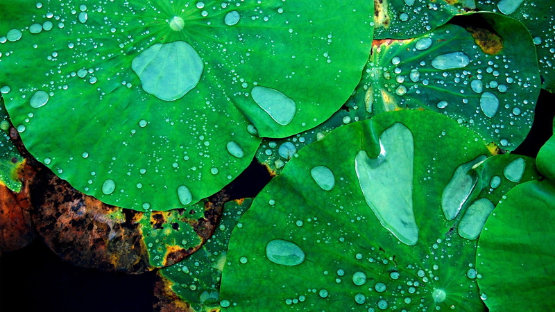 purity, no people, leaves, clover, pads, waterlily, nature, wet, leaf, plant part, 1080P, green, dew, green color, growth, raindrop, rainy season, floating on water