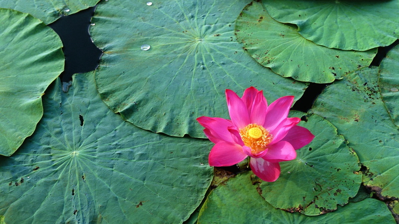 pond, green Color, purple, freshness, backgrounds, flowering plant, petal, plant part, lily, summer, outdoors, no people, rose, growth, beauty In Nature