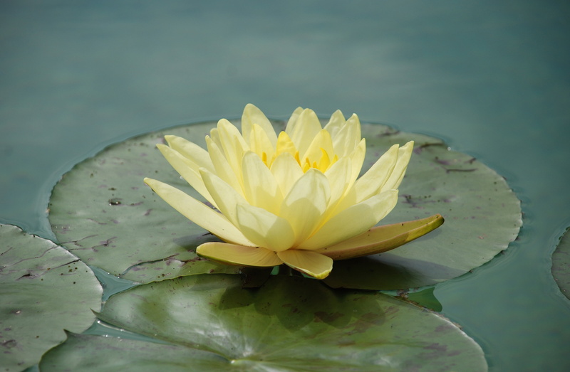 floating on water, waterlily, plant, growth, lotus water lily, outdoors, fragility, close-up, lotus, water, petal, vulnerability, beauty in nature, 2K