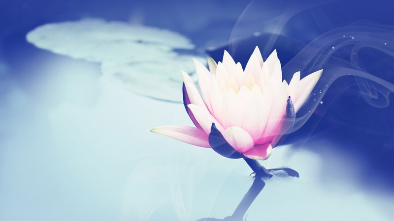photography, lotus, beautiful, waterlily, abstract, white, 720P, petaled, hd, purple, flower