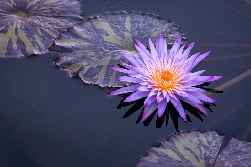 pollen, no people, flower, waterlily, growth, 1080P, close-up, yellow, beauty in nature, spring, day, water, leaves, nature, leaf, fragility, springtime