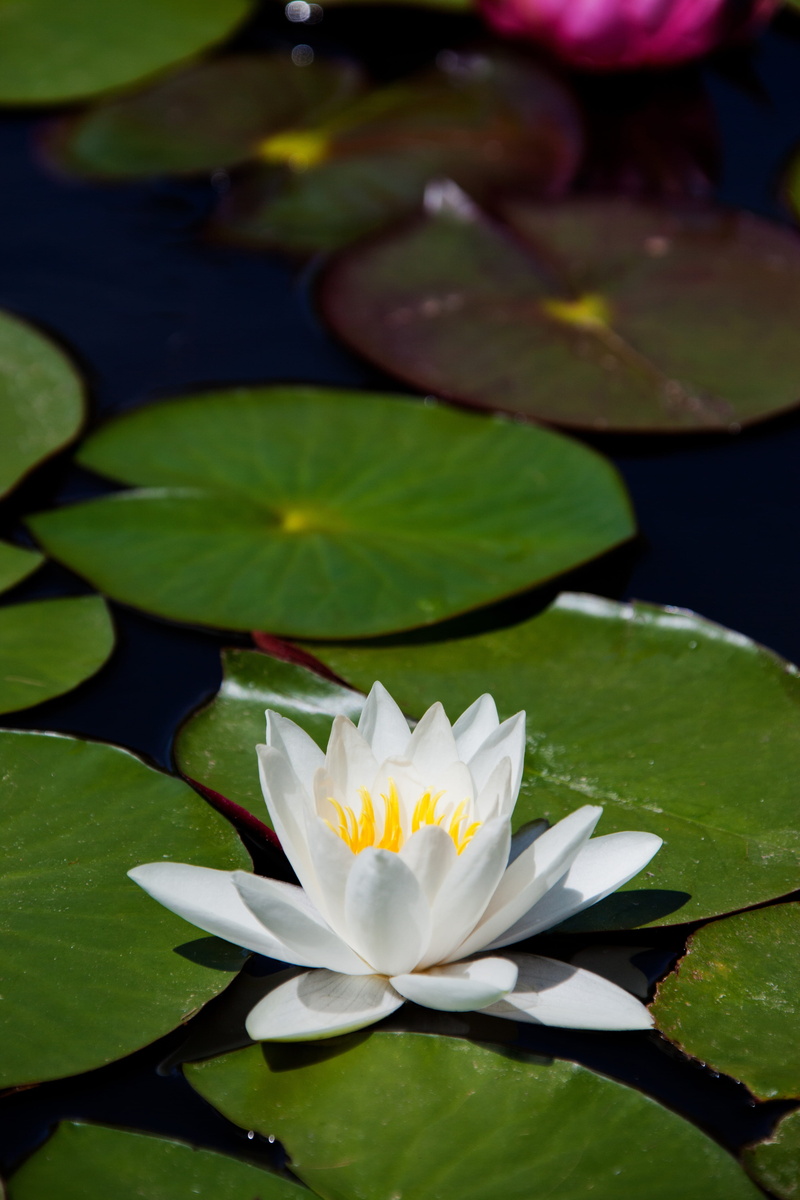beauty in nature, lily, vulnerability, nature, lotus, yellow, freshness, lotus water lily, aquatic, pollen, waterlily, petals, floating on water, leaf