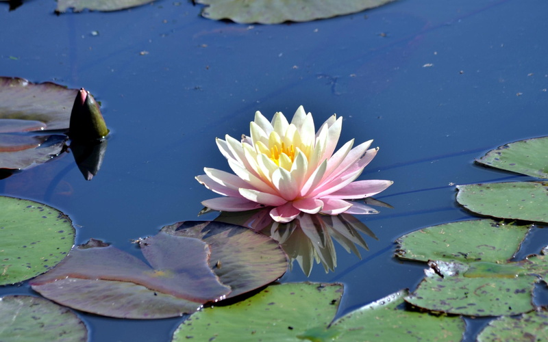 white, 2K, bloom, waterlily, leaves, pond, pink, nature and landscapes, water, lily