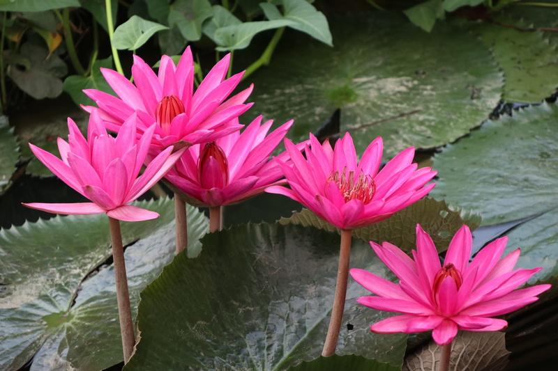 farm, lake, waterlily, pollen, lotus, multiple, vulnerability, season, red, pond, lotus water lily, bloom, petal, fresh, flower head, water lily, decorative