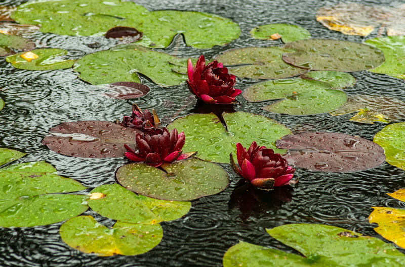 plant part, garden, nature, no people, outdoors, red, flower, floating on water, flower head, leaves, close-up, day, moscow, aptekarskiy ogorod, high angle view