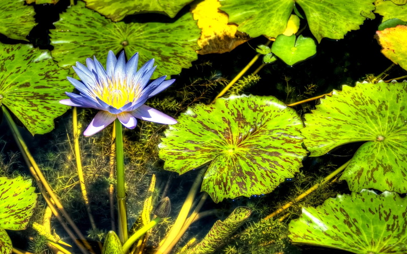 water, pads, lily, 3d and abstract, waterlily, flower, 1080P, paradise, purple, nature, frog