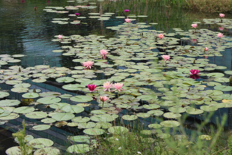 2K, nature, floating, outdoor, no people, outdoors, beauty in nature, flowering plant, floating on water, leaf, swap, water lily, flower head, lily pad