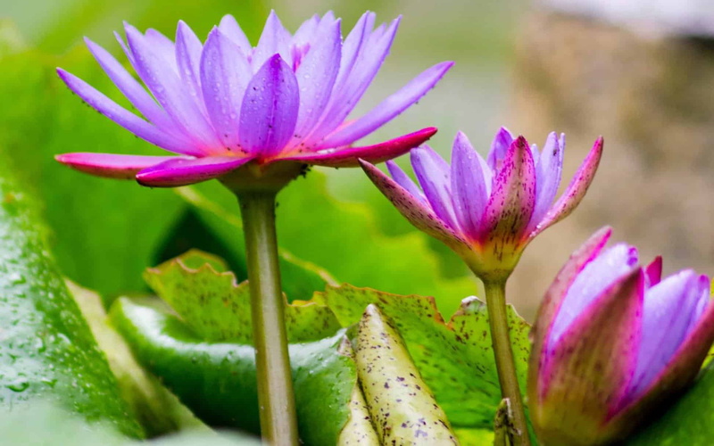 nature, green color, color, fragility, petal, beauty in nature, pollen, leaf, wildflower, phones, flora, computer, focus on foreground, mobile