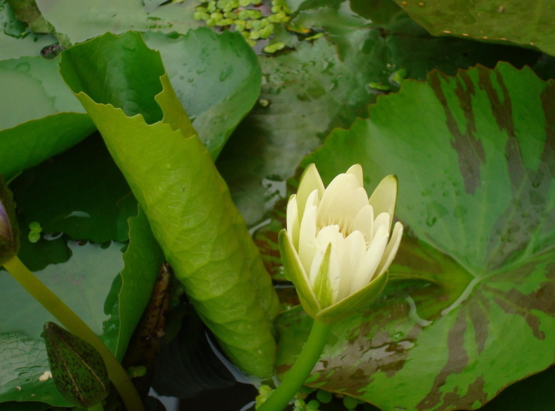 growth, drops, waterlily, springtime, no people, flower head, 1080P, water, flowering plant, close-up, green color, petal, freshness, herbs, leaves, plant
