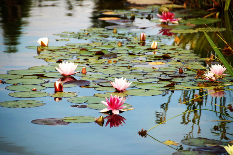floating, nature, lake, summer, romantic, flower, the flower of the lily pad, water, pink Color, plant part, flower Head, Water Flower, plant, growth, lotus Water Lily